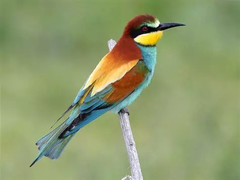 Bee-eaters in Valencia