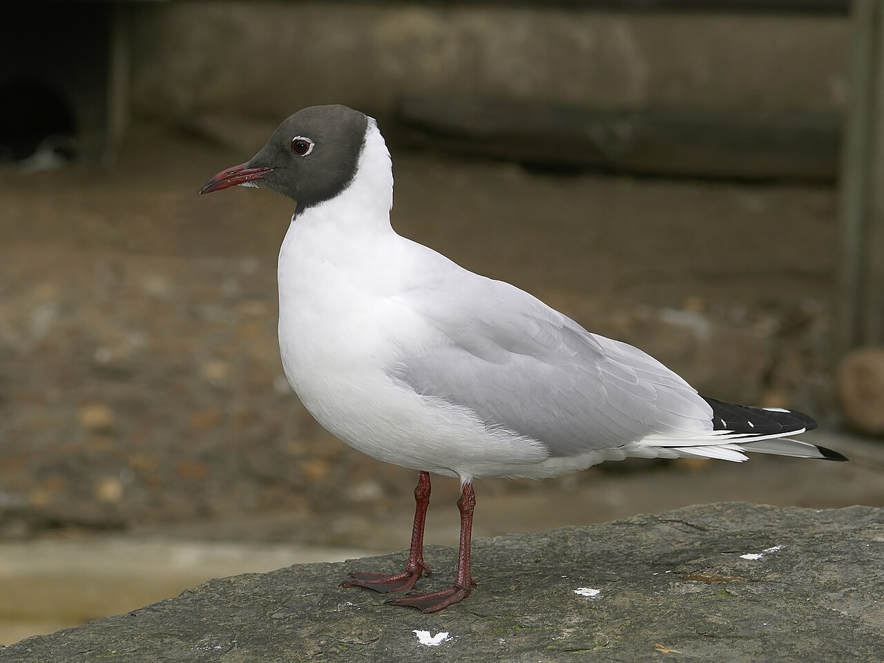 Black-headed Gull in Valencia