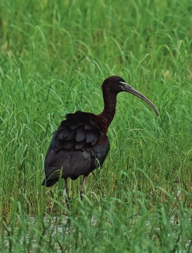 Mediterranean wildlife conservation — Iberian fauna
