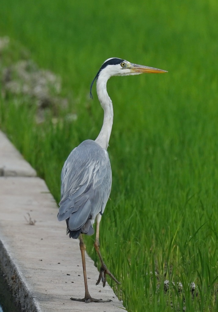 Mediterranean wetland conservation — La Albufera Valencia