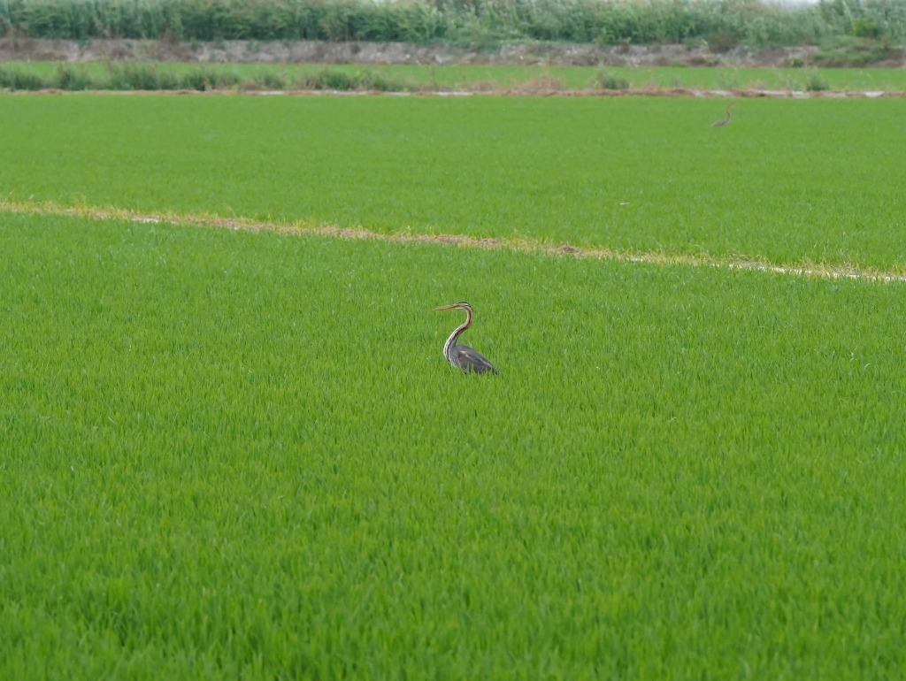 Mediterranean landscape conservation — Spanish birding habitat