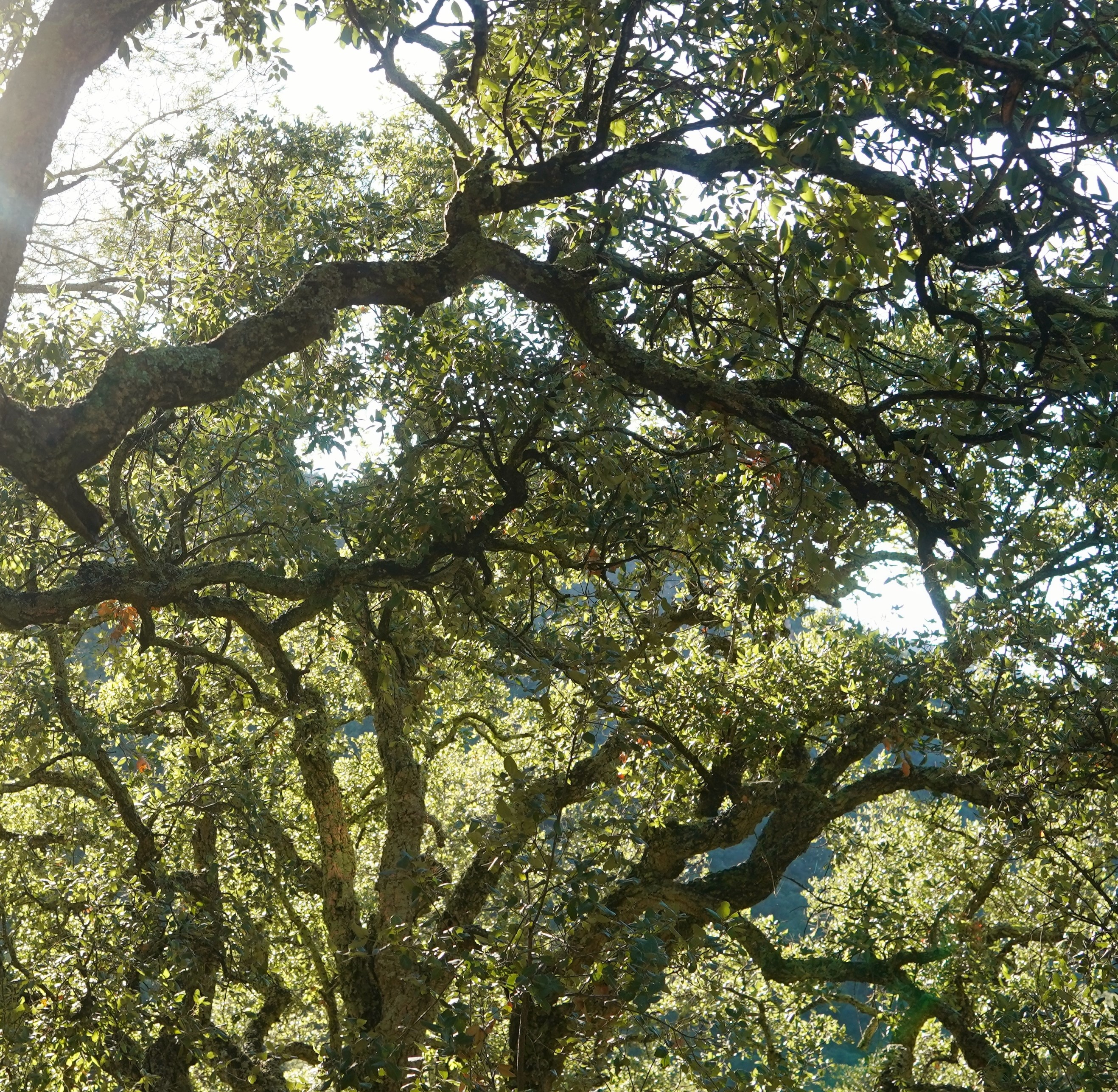Mediterranean holm oak forest â€” birding habitat, Spain