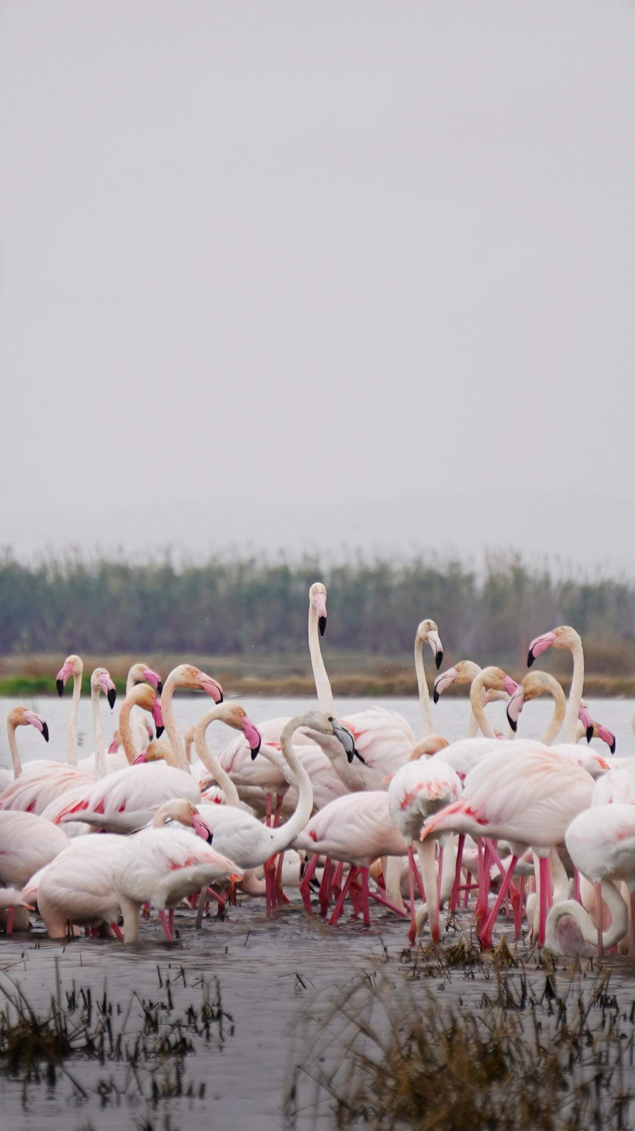 Expert bird guide leading private birdwatching tour, Mediterranean Spain