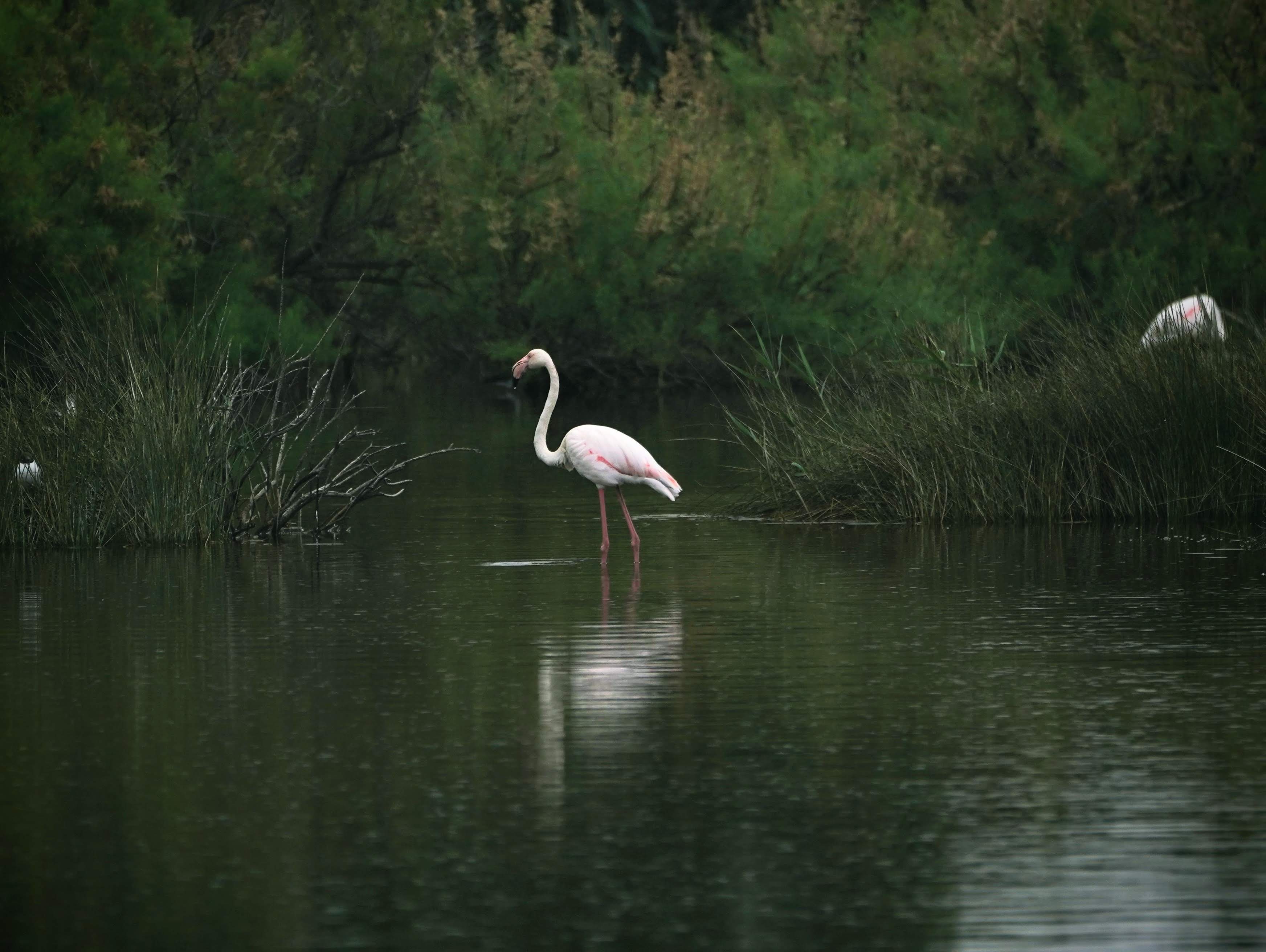Mediterranean landscape â€” birdwatching habitat in Valencia and Aragon