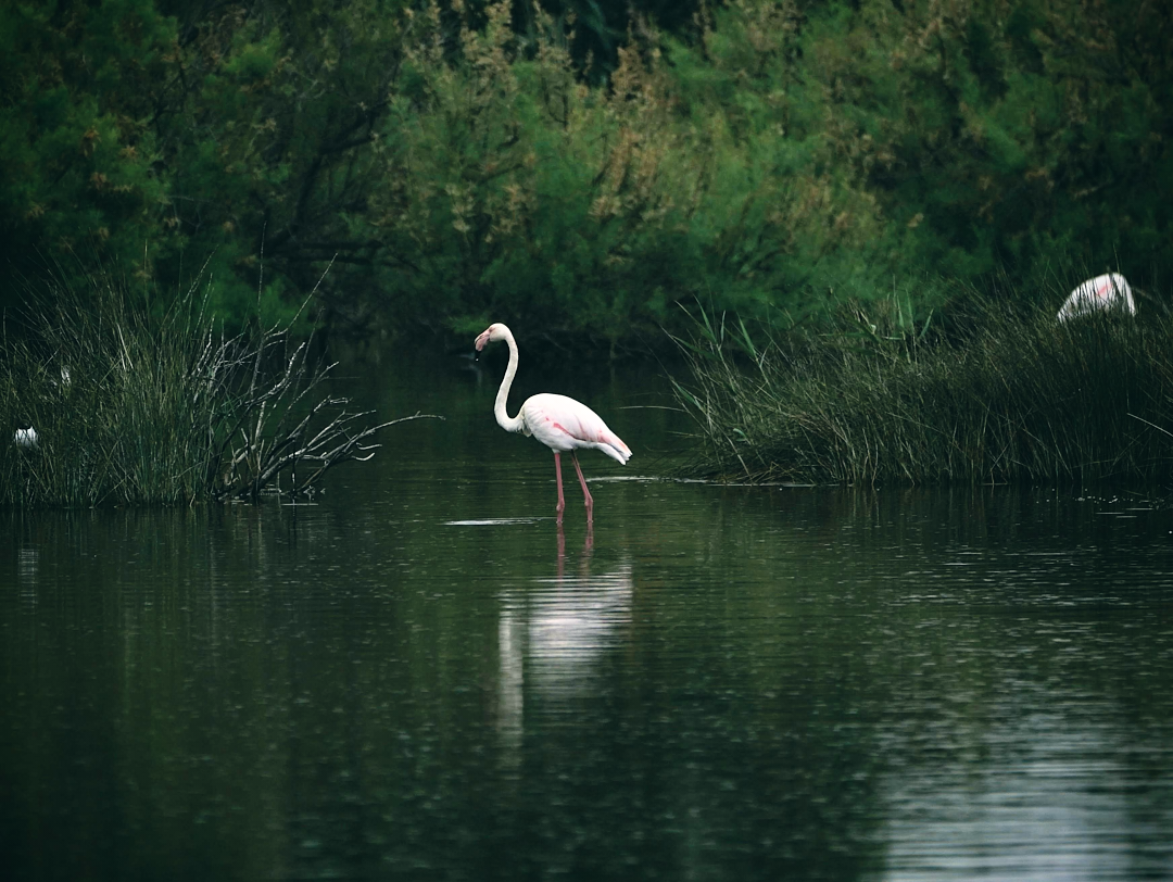Palmito Wild flamingo