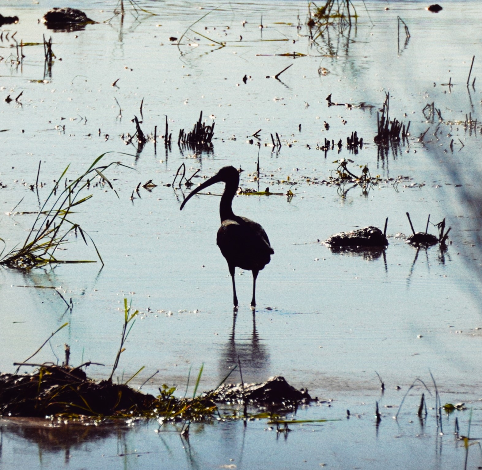 Glossy Ibis feeding in Mediterranean wetland, Valencia Spain